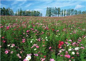 北国风光野花组合