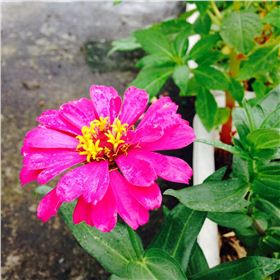 紫红花卉