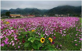 广东省广州海珠湿地公园花卉景观工程案例介绍