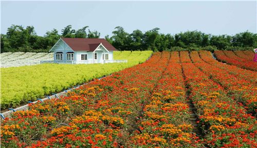 广州百万葵园景观花卉种植工程方案