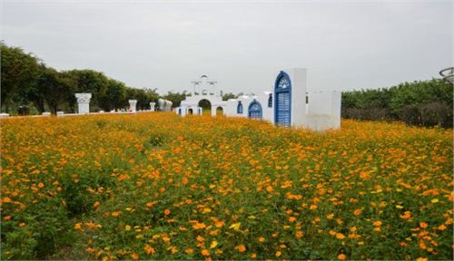 广州百万葵园景观花卉种植工程方案