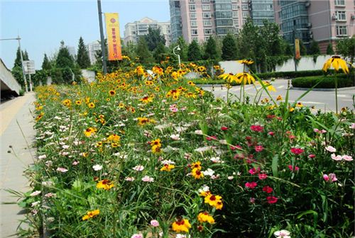 城市景观野花组合