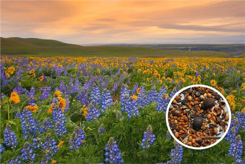 西蜀风情野花组合