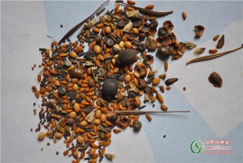 西蜀风情野花组合