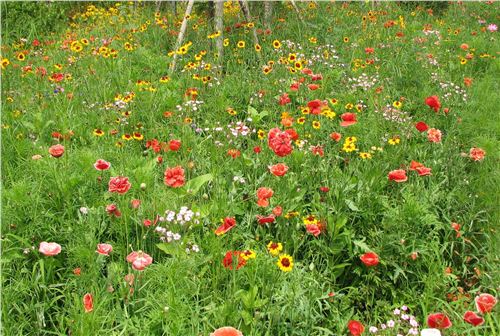 江南花乡野花组合