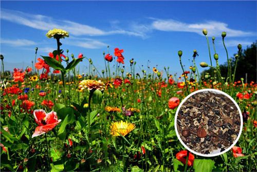 一二年生野花组合