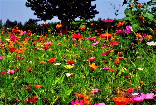 一二年生野花组合