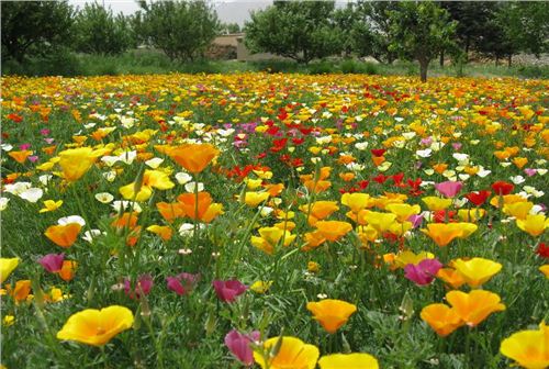 耐旱野花组合