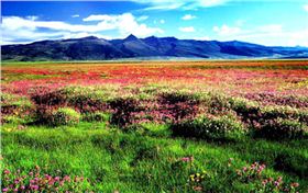 耐湿野花组合种子