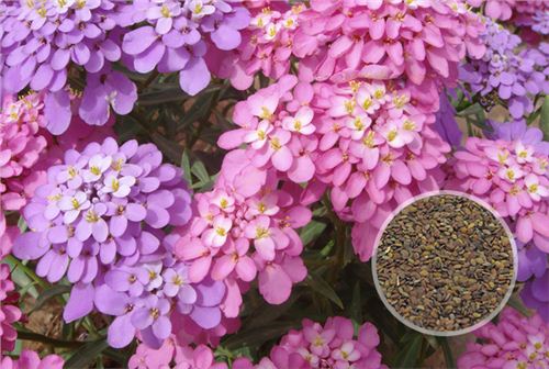 蜂室花种子 蜂室花种子