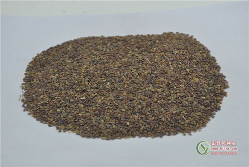 蜂室花种子 蜂室花种子