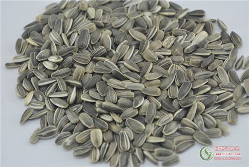 太阳花种子（向日葵）