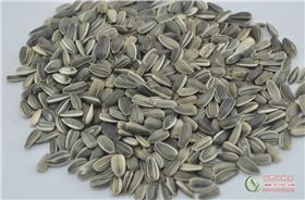 向日葵种子