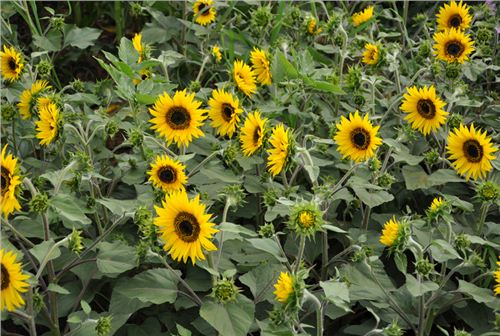 太阳花种子（向日葵）