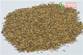 除虫菊种子 除虫菊种子