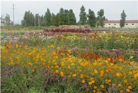 北国风光野花组合