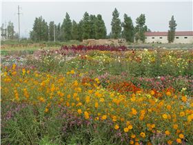 北国风光野花组合