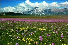 西蜀风情野花组合