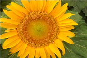 太阳花种子（向日葵）