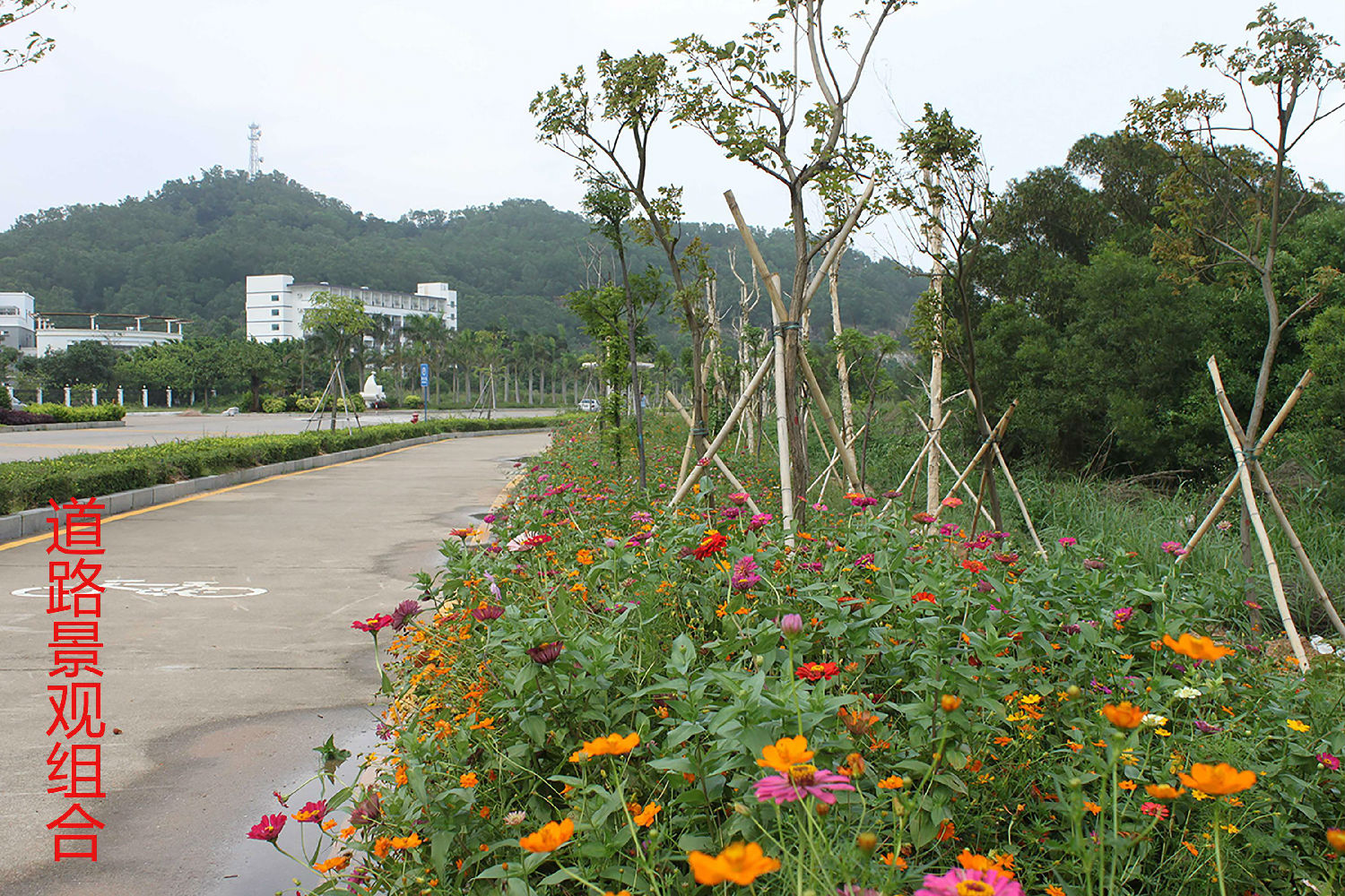 道路景观野花组合