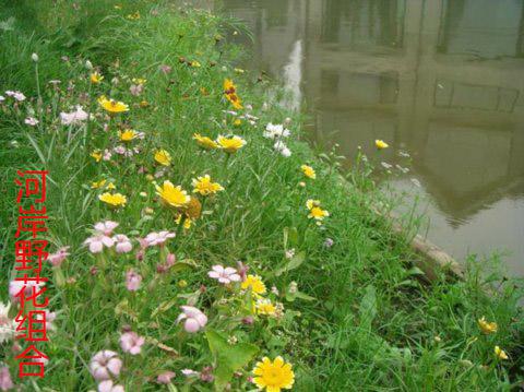 河岸野花组合