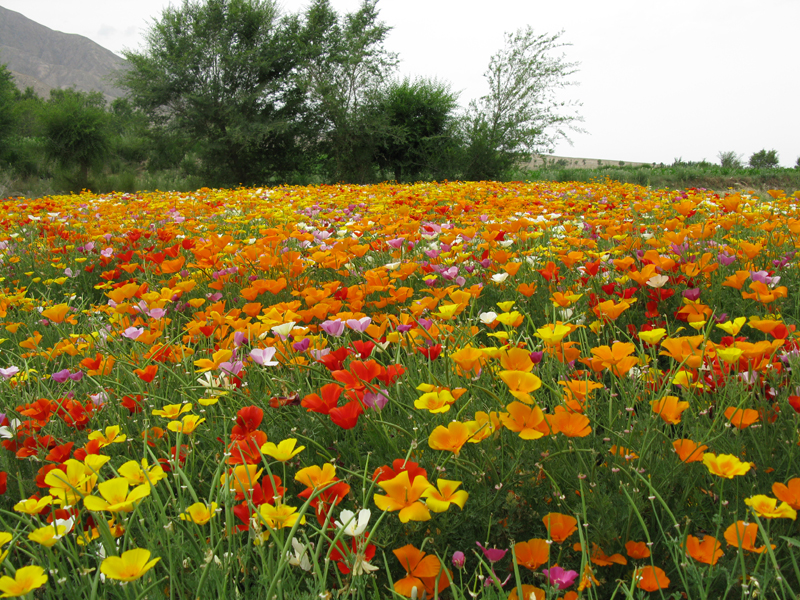 花菱草