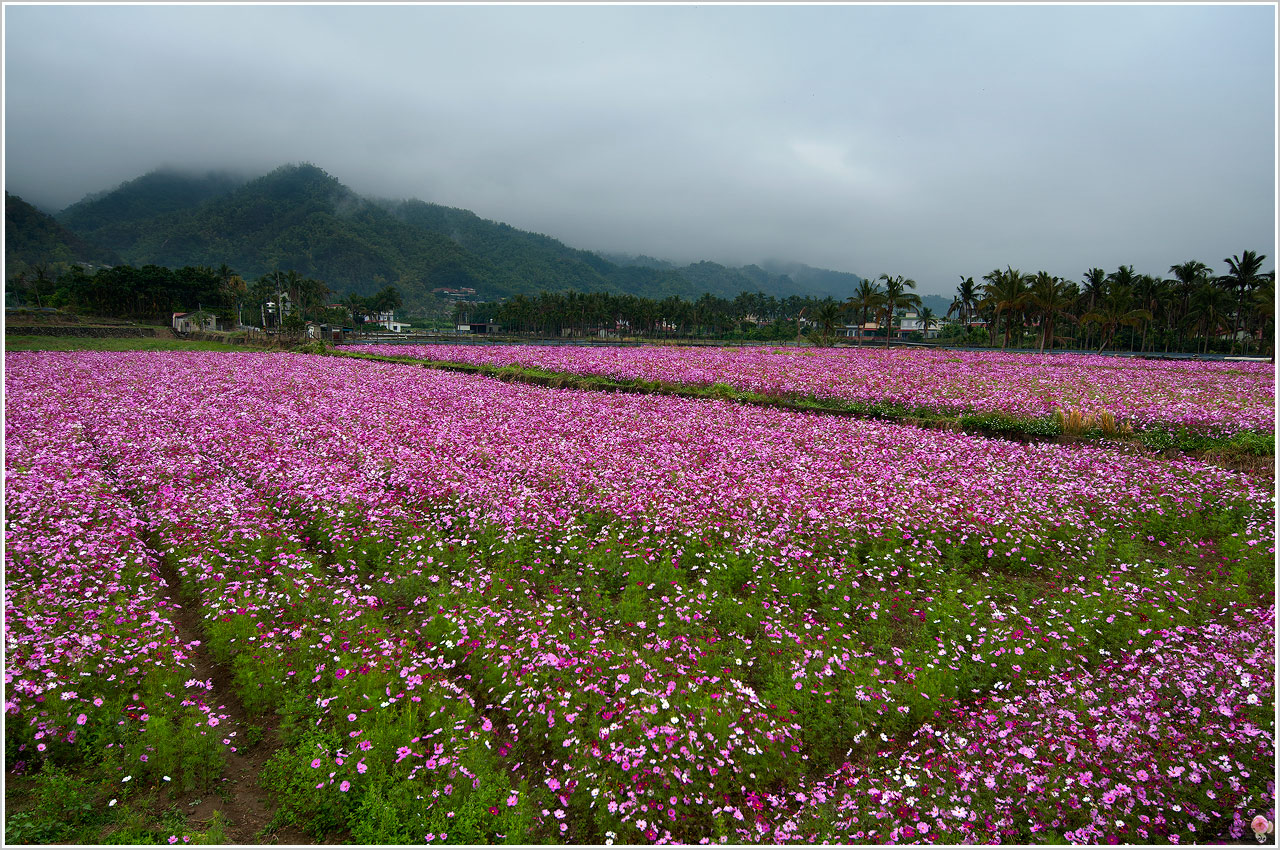 波斯菊