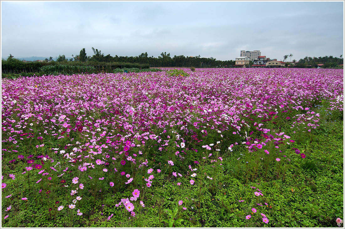 花卉组合