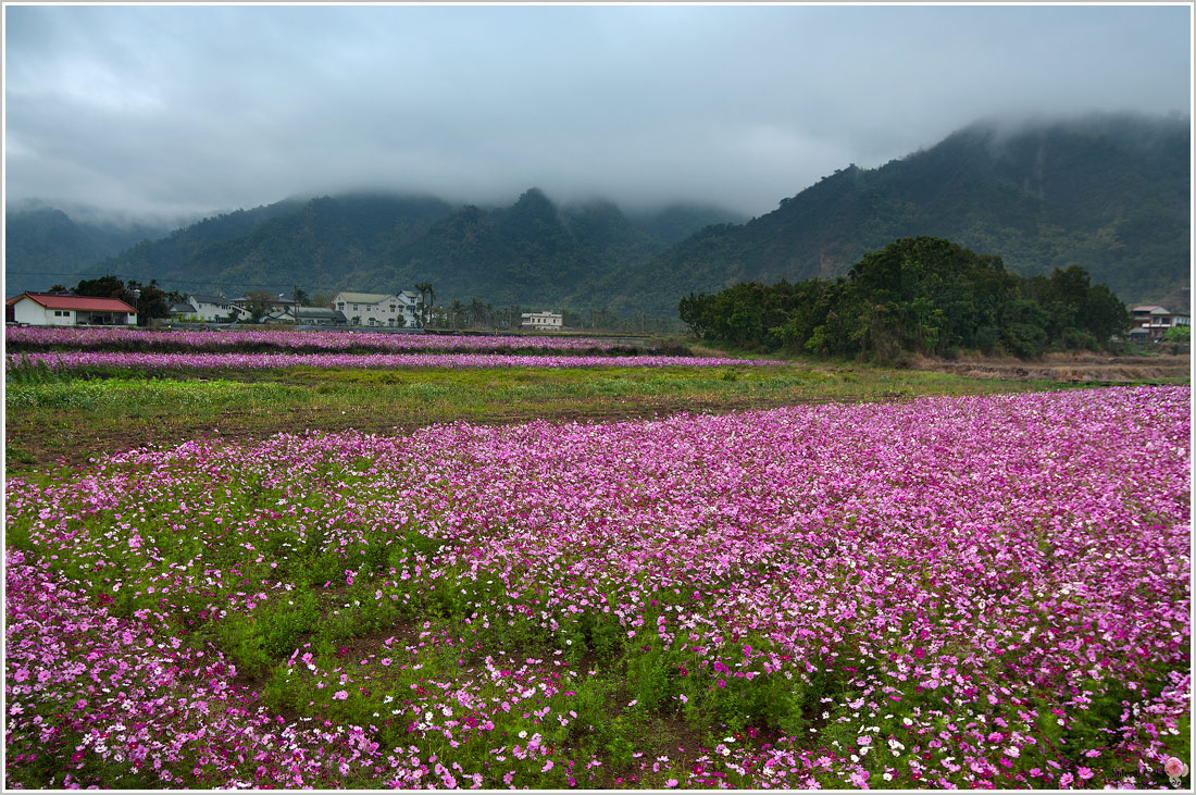 波斯菊