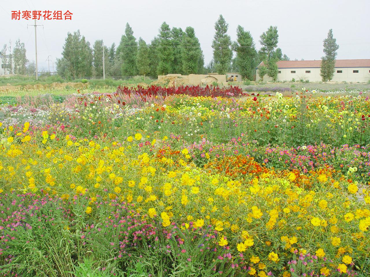 耐寒野花组合