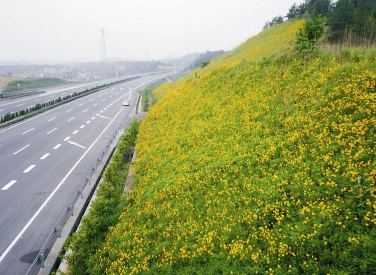 高速公路野花组合