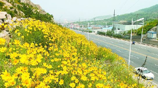 边坡野花组合