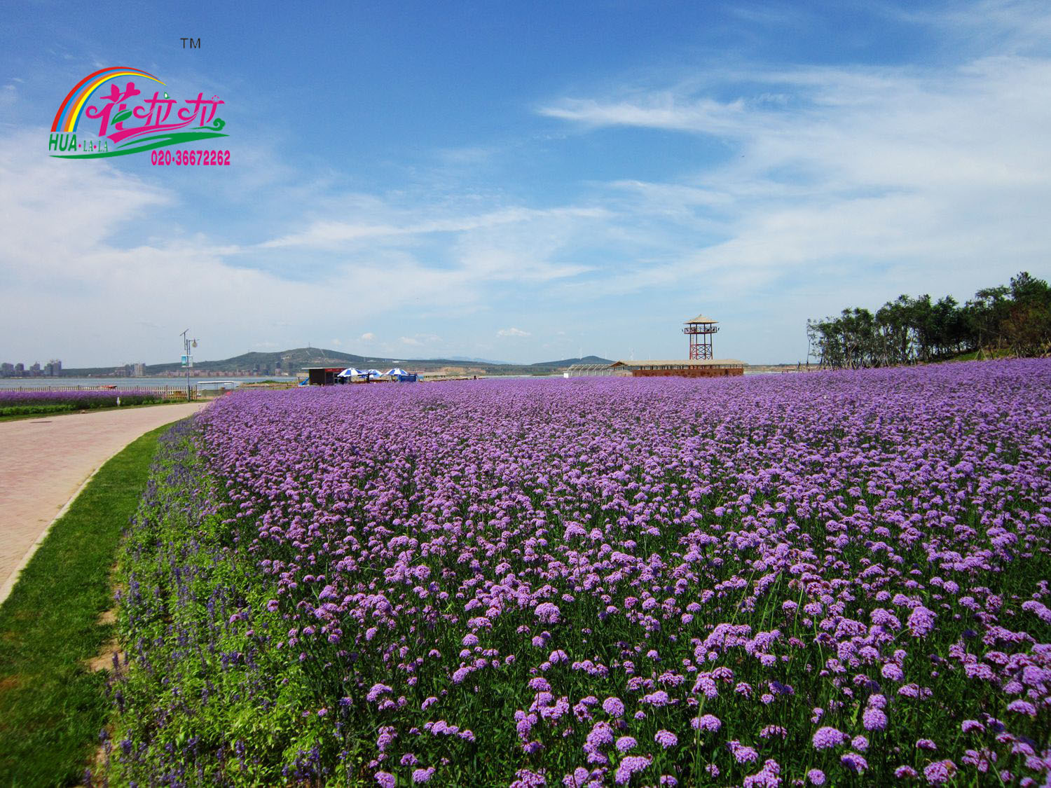 柳叶马鞭草03.jpg