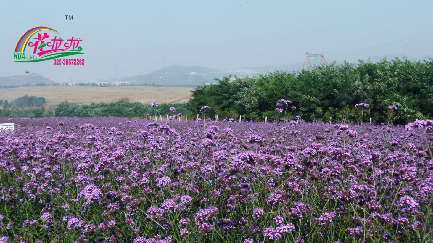 柳叶马鞭草05.jpg