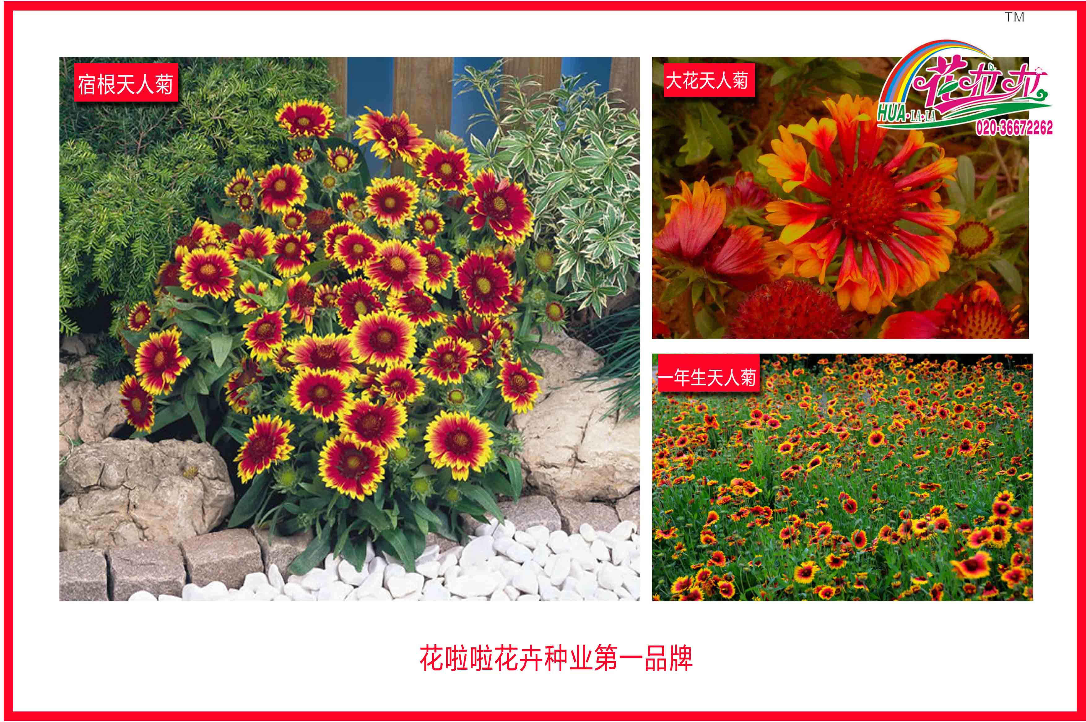 天人菊