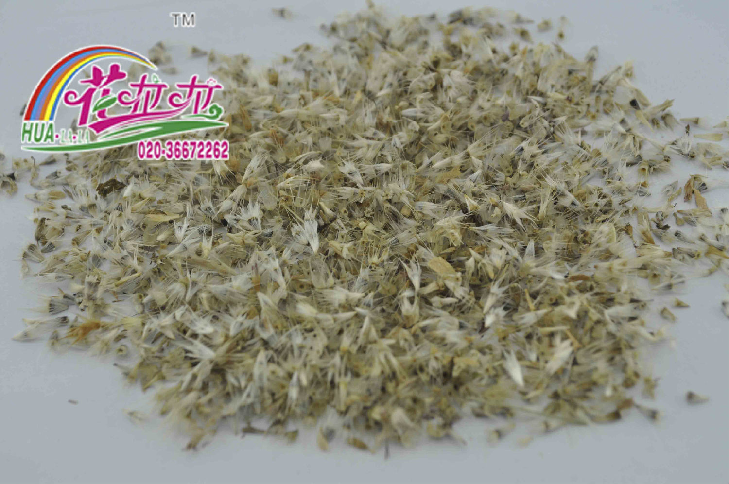 天人菊种子