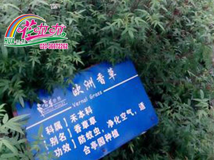 欧洲香草
