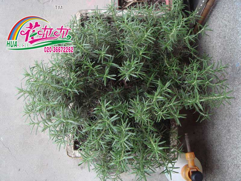 欧洲香草
