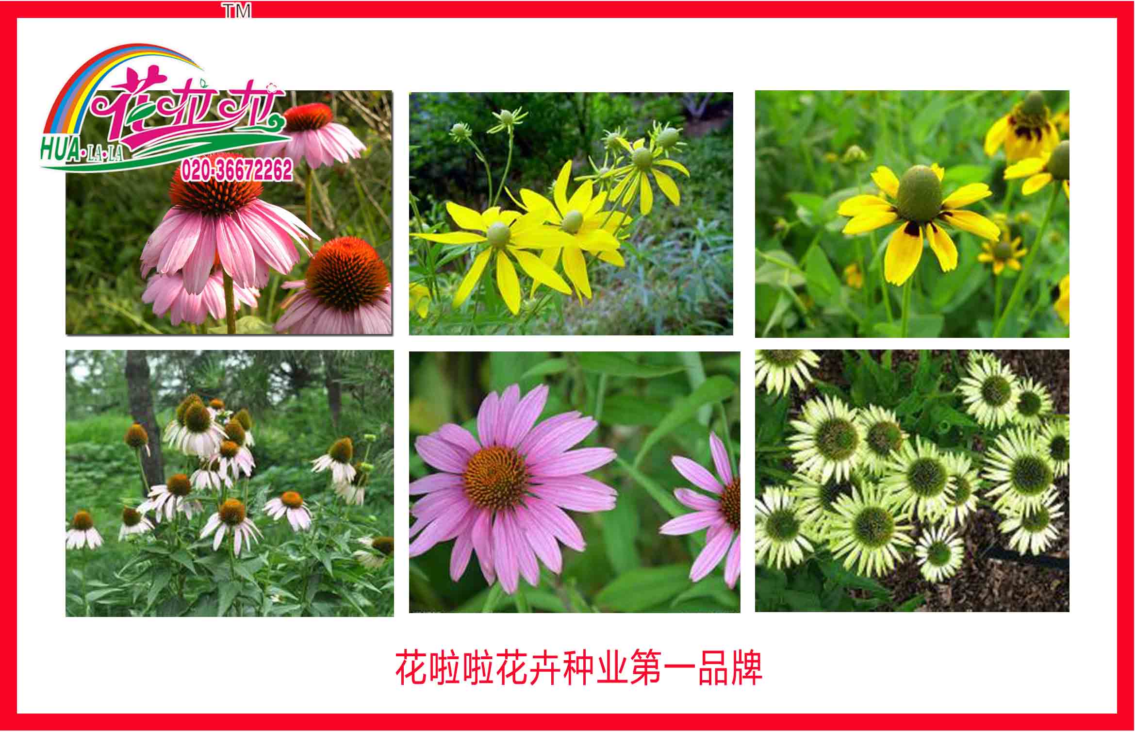 松果菊