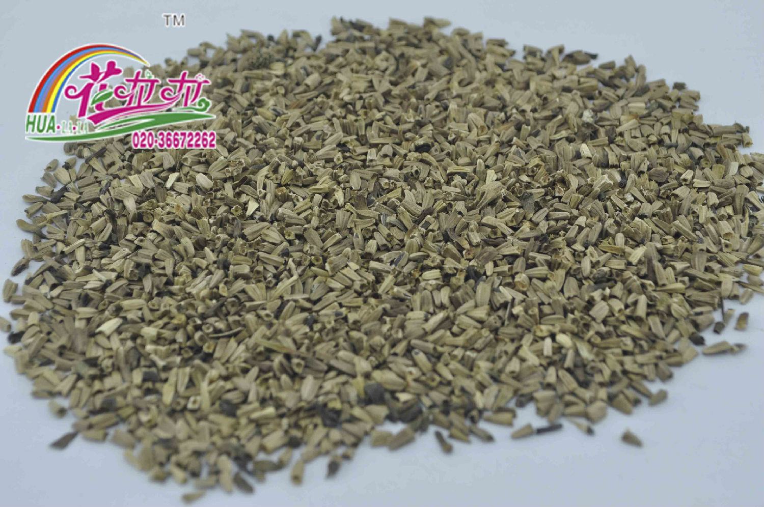 松果菊花卉种子