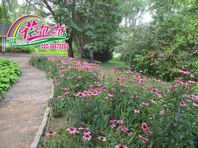 松果菊