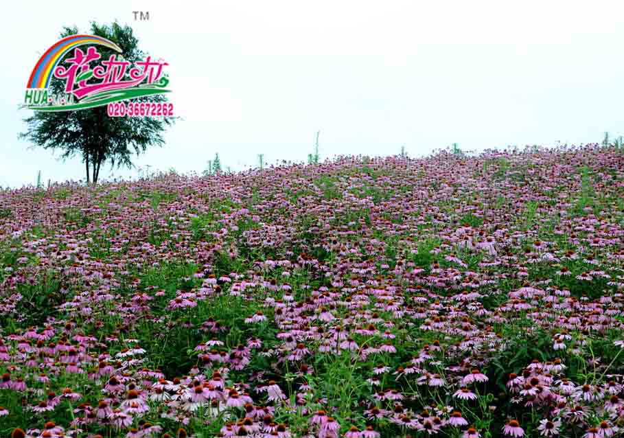松果菊