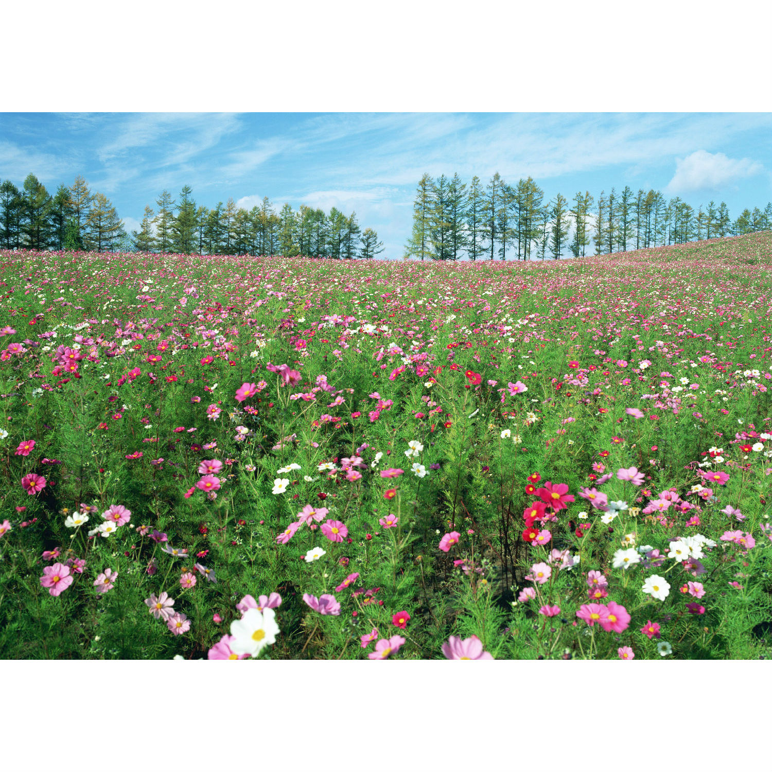 江南花乡野花组合|地域气候组合系列|花啦啦花卉种业