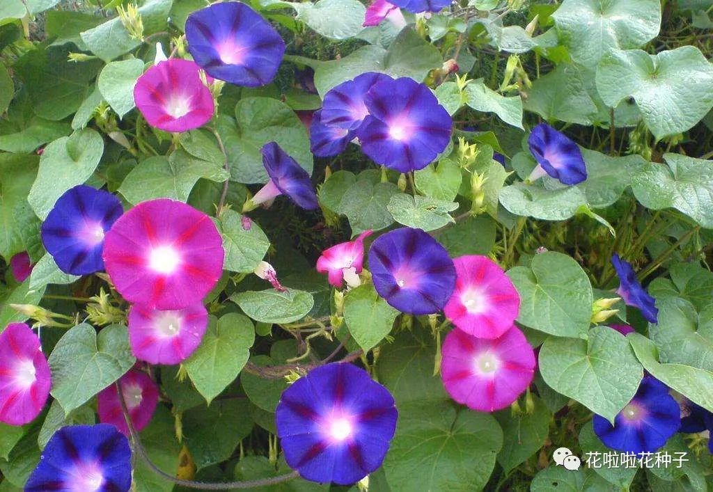 春天来了,适合开春种植的花卉.