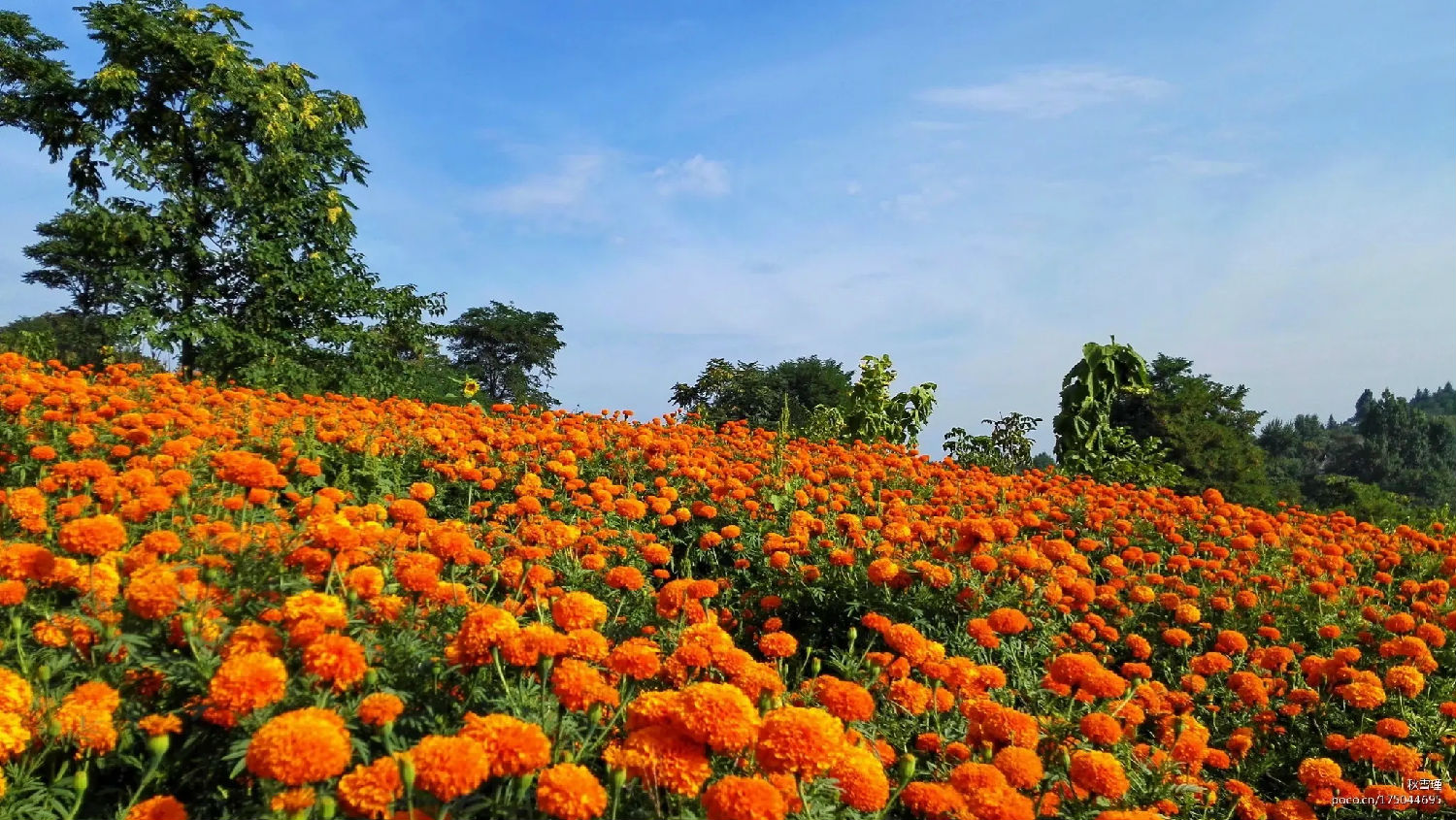 万寿菊花海