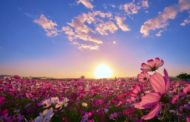 波斯菊花海