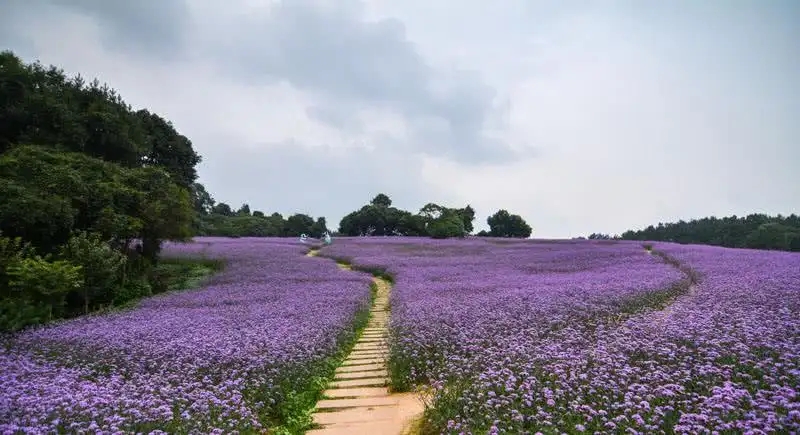 薰衣草花海