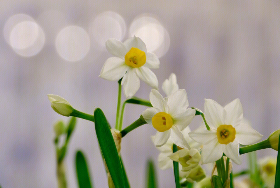 水仙花