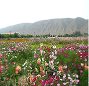 田野风花卉品种质量过关，价格实惠