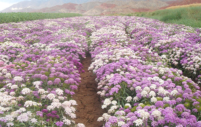 惠州蜂室花案例